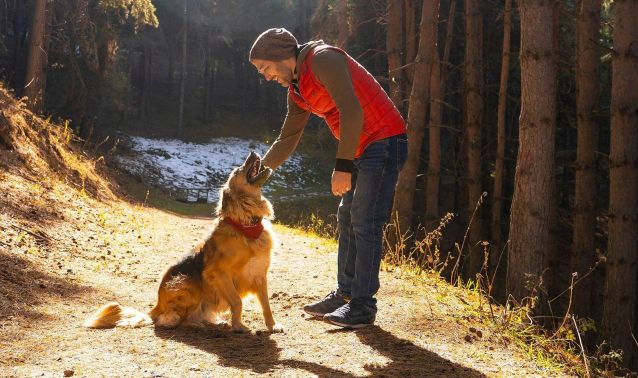 A person bends down on a sunlit forest path to pet a sitting dog wearing an orange collar, surrounded by tall trees and patches of light filtering through the woods, creating a calm outdoor moment.