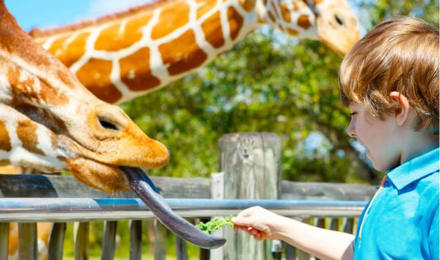 A young boy gets licked by a giraffe.