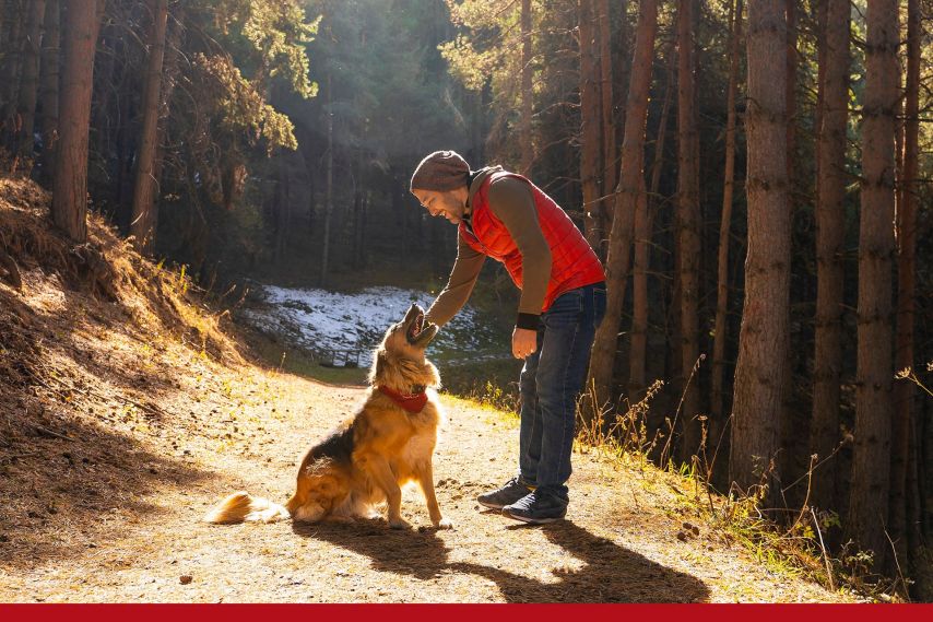 A person bends down on a sunlit forest path to pet a sitting dog wearing an orange collar, surrounded by tall trees and patches of light filtering through the woods, creating a calm outdoor moment.