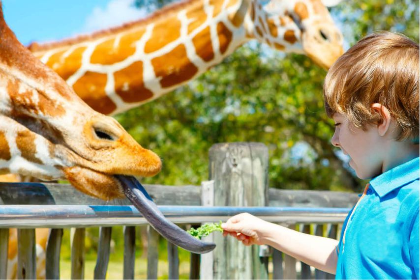 A young boy gets licked by a giraffe.